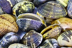 clam up